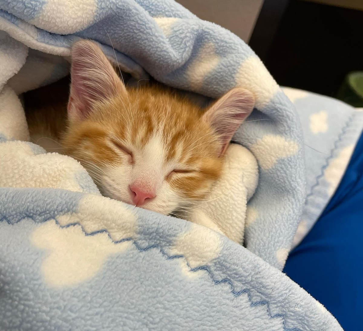 Sleepy Orange Kitty