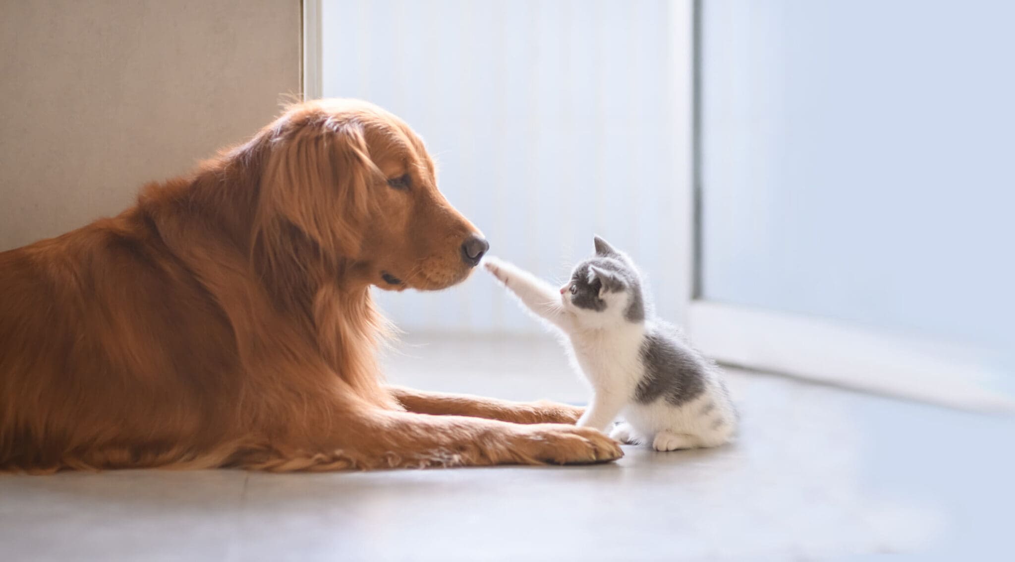Veterinarian in Indianapolis, IN Broad Ripple Animal Clinic