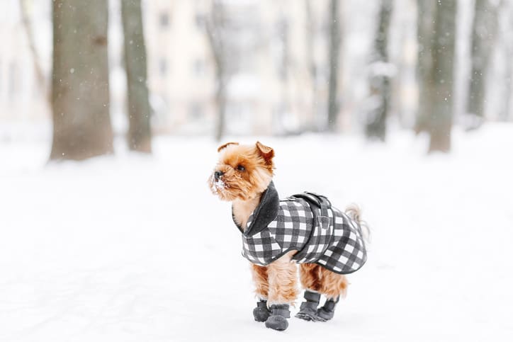 10 Ways to Keep your Pet Safe in Winter in Indianapolis, IN