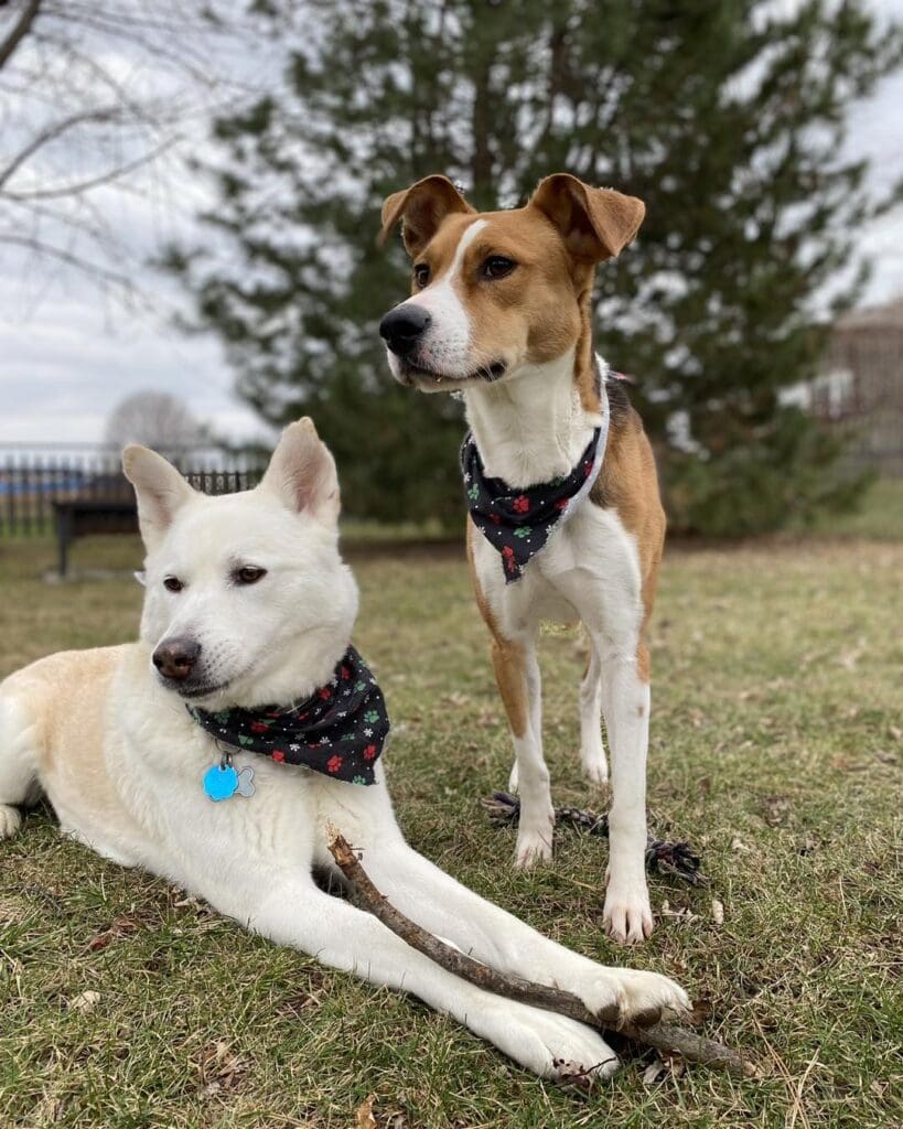 Can Dogs Talk To Each Other? Broad Ripple Animal Clinic
