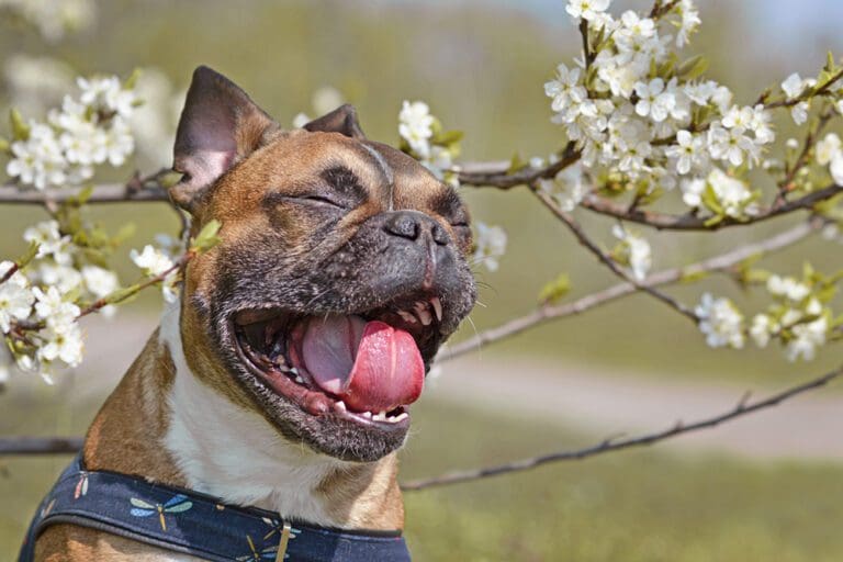 seasonal-allergies-in-dogs-what-to-look-out-for-in-indianapolis-in