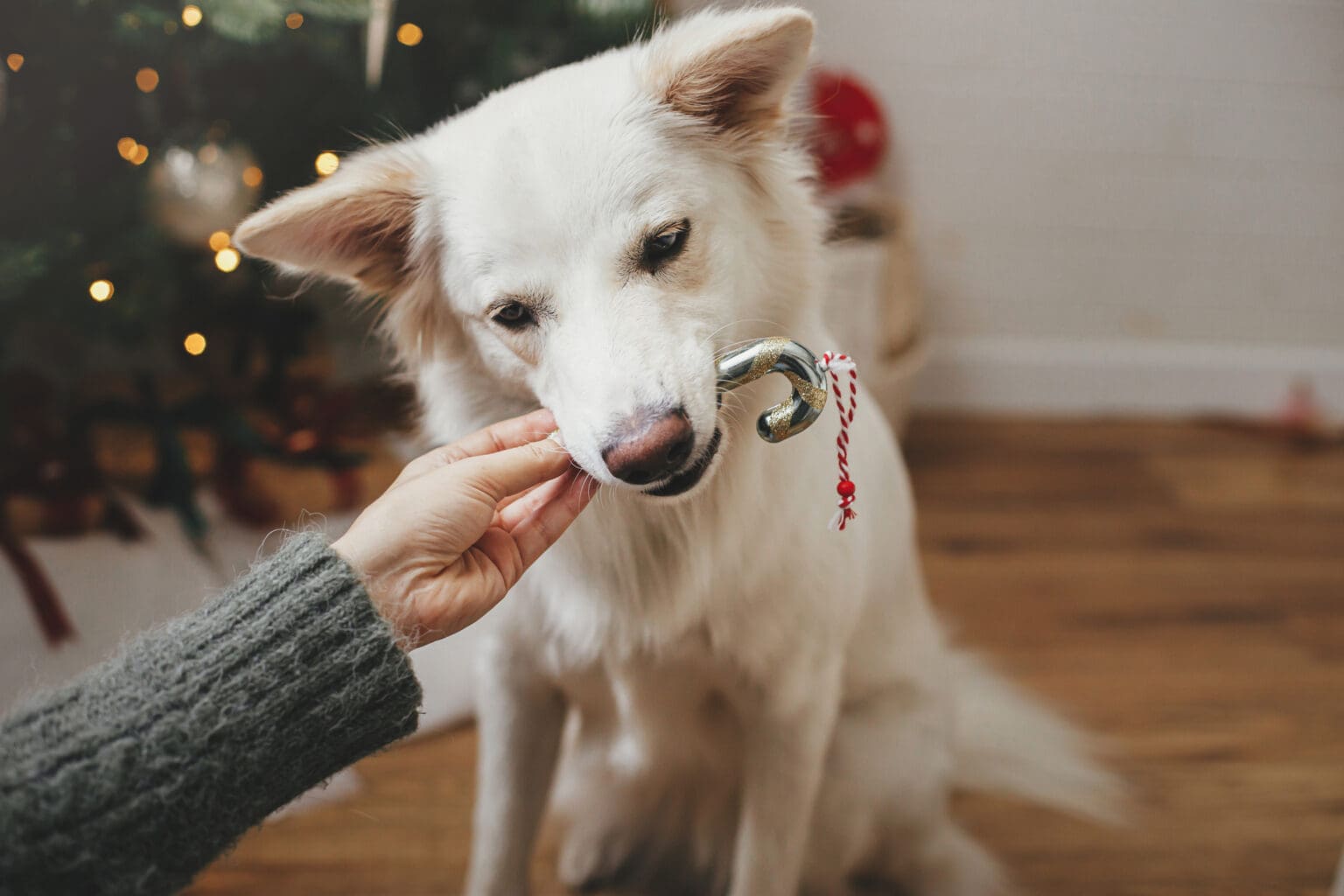 Can My Dog Eat Candy Canes? Broad Ripple Animal Clinic