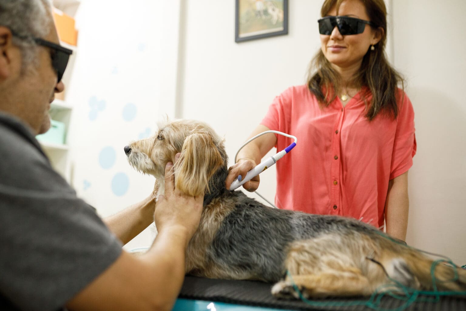 What is Laser Therapy for Dogs? | Broad Ripple Animal Clinic