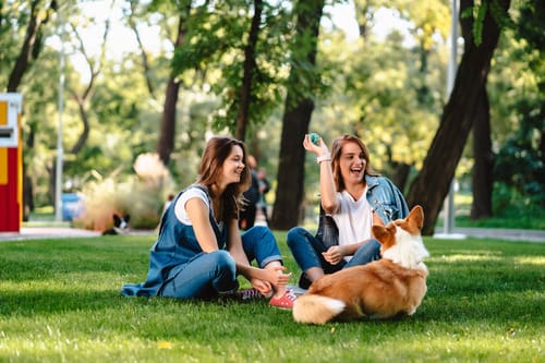 two-female-friends-sitting-in-a-park-while-one-throws-a-ball-for-corgi-dog