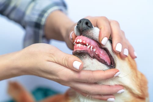 pet-owner-checking-dog's-gums