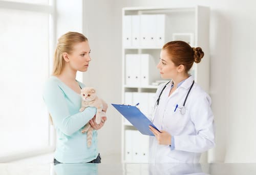 female-pet-owner-holding-cat-while-talking-with-female-vet-at-clinic