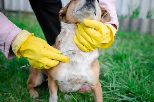close-up-of-pet-owner-wearing-gloves-and-removing-tick-from-dog-with-tweezers