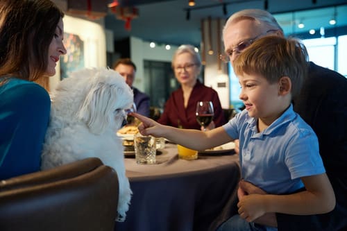 young-boy-petting-dog-at-dinner-table