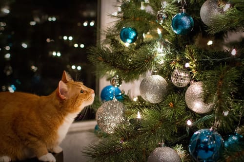 orange-cat-looking-up-at-christmas-tree