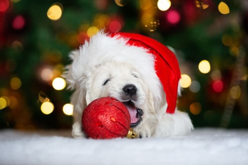 golden-retriever-puppy-in-a-santa-hat-chewing-ornament