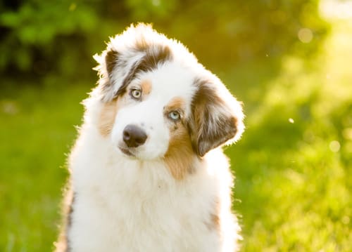 australian-shepherd-puppy-tilts-head