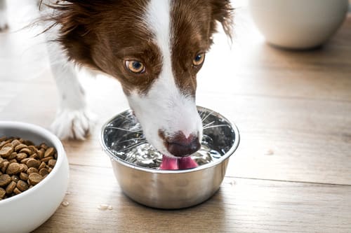 border-collie-drinking-clear-water-from-steel-bowl