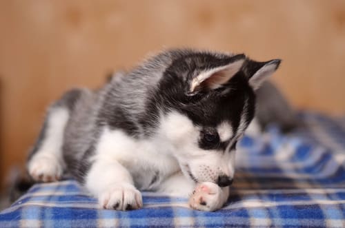 husky-puppy-licking-its-front-left-paw-while-laying-on-blanket