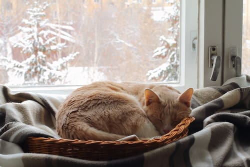 orange-cat-sleeps-in-a-basket-near-the-window-in-winter