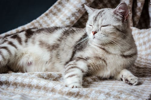 gray-pregnant-cat-laying-on-blanket