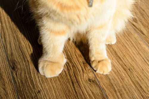 two-orange-cat-paws-the-left-paw-is-swollen-and-the-right-is-normal