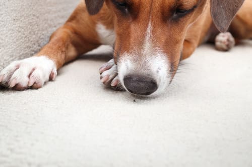 dog-watching-ant-crawl-on-carpet-inside-their-home