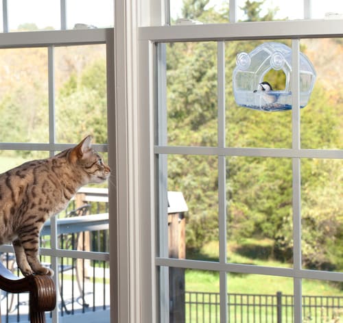 cat-perched-on-chair-watching-bird-feeder-hanging-outside-the-window