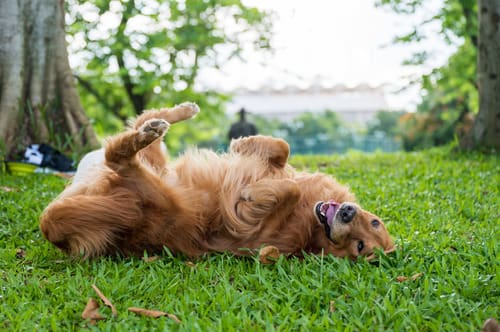 golden-retriever-dog-rolling-in-grassy-area