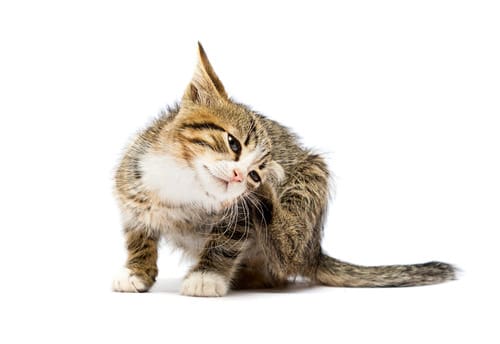 kitten-scratching-ear