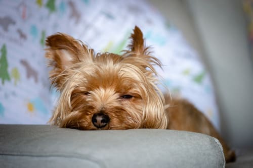 yorkie-puppy-sleeping-on-the-couch