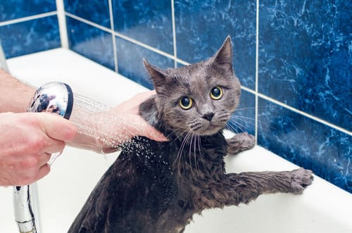 pet-owner-bathing-gray-cat-in-the-bathtub