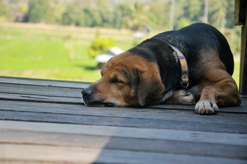 dog-sleeping-on-wooden-deck-outdoors