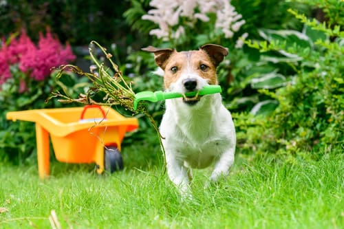 jack-russell-terrier-dog-holding-a-green-plastic-garden-rake-in-his-mouth-as-he-runs-through-a-garden