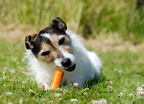 dog-holding-a-carrot-between-his-front-paws-while-eating-it-in-a-grassy-field