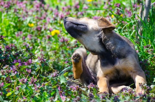 mixed-breed-puppy-scratching-itself-in-a-field-of-purple-flowers