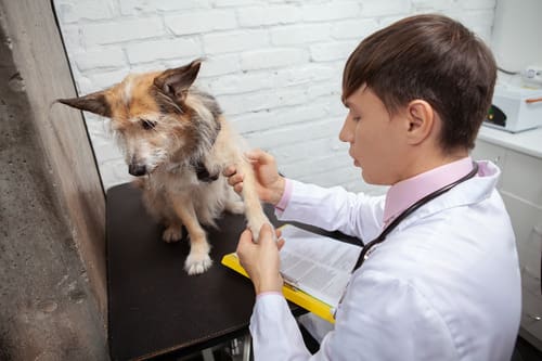 male vet checking dog's front leg at clinic