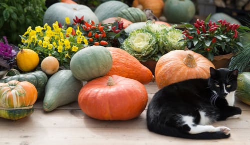 black and white cat laying next to pumpkin and plants from the garden