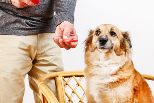 man feeding his dog a slice of an apple