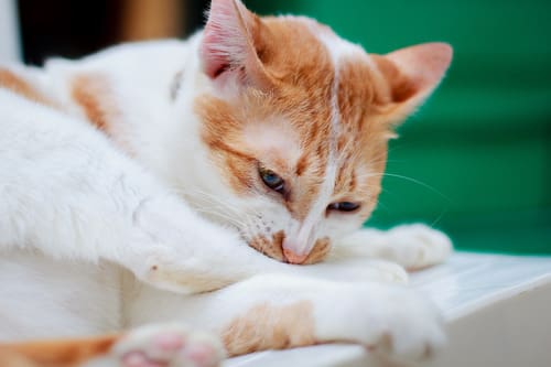 white and orange cat biting it's leg