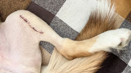 close up of suture on dog's hind leg after TPLO surgery