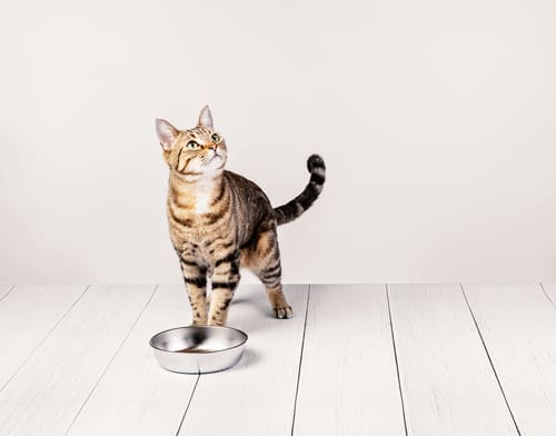 tabby cat stands by empty food bowl