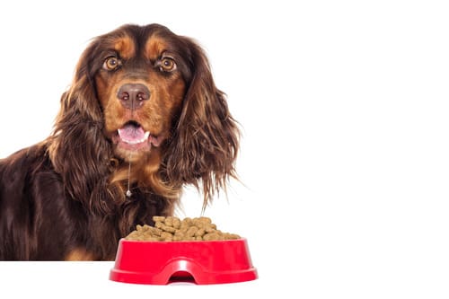 hungry dog drooling while waiting to eat bowl of kibble