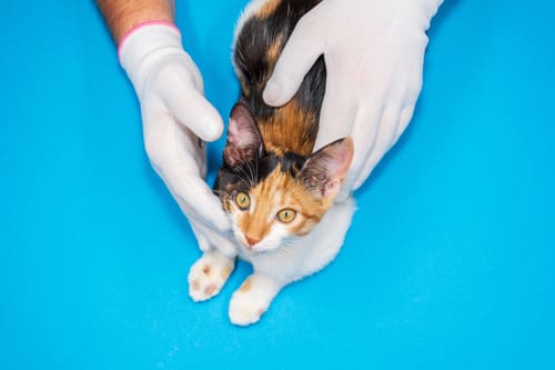 vet examining tri-colored kitten with ringworm