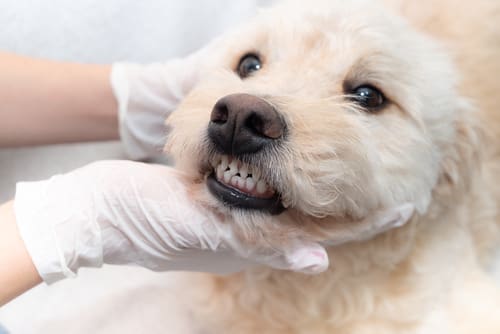 vet examining dog's teeth and gums during an exam at the clinic