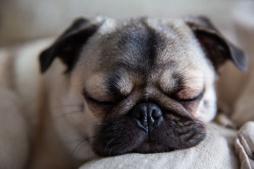 close up of pug sleeping on the couch