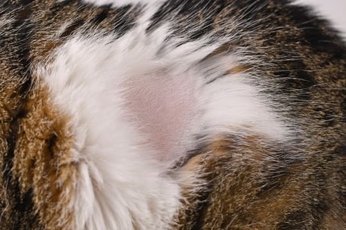 close up of bald patch in cat's fur
