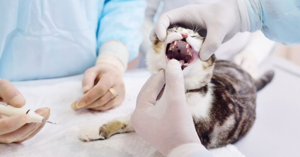 vets examining cat's teeth at the clinic
