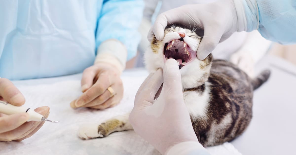 vets examining cat's teeth at the clinic