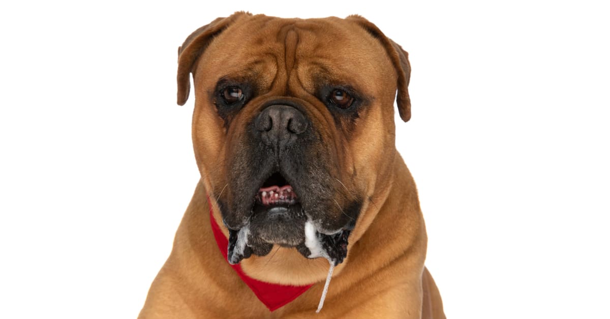Bullmastiff dog wearing a red bandana while laying on the floor and drooling