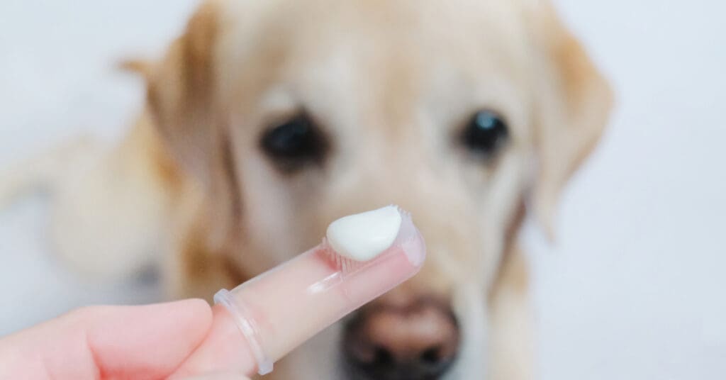 close up of finger toothbrush with toothpaste and yellow labrador retriever dog in the background