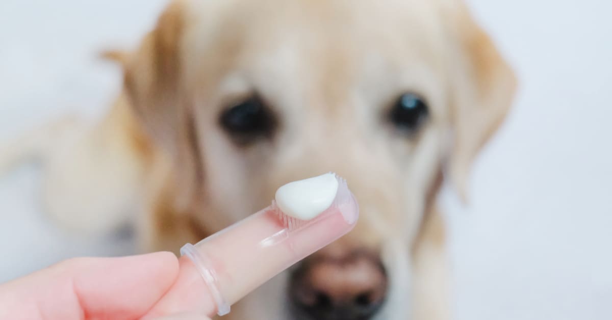 close up of finger toothbrush with toothpaste and yellow labrador retriever dog in the background