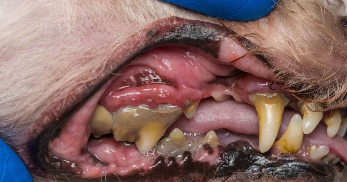 close up of a dog's mouth with tartar on its teeth
