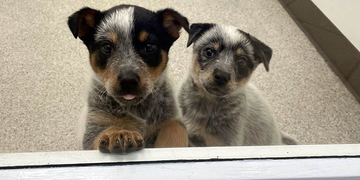 Two Young Puppies