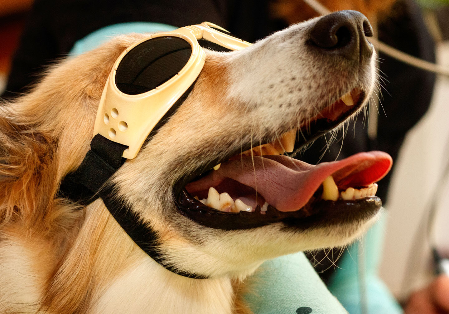 Dog With Goggles On
