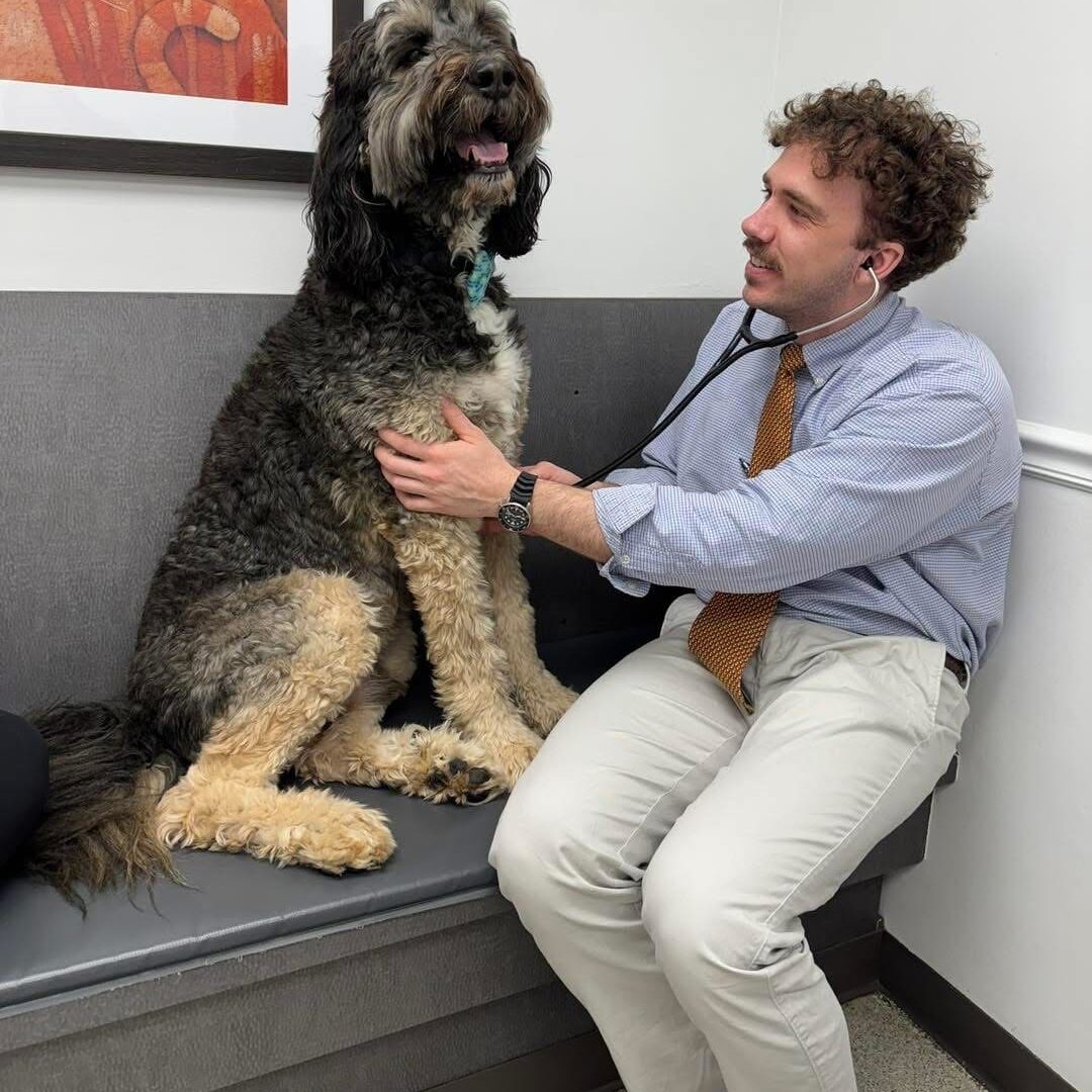 Dog With Vet Couch
